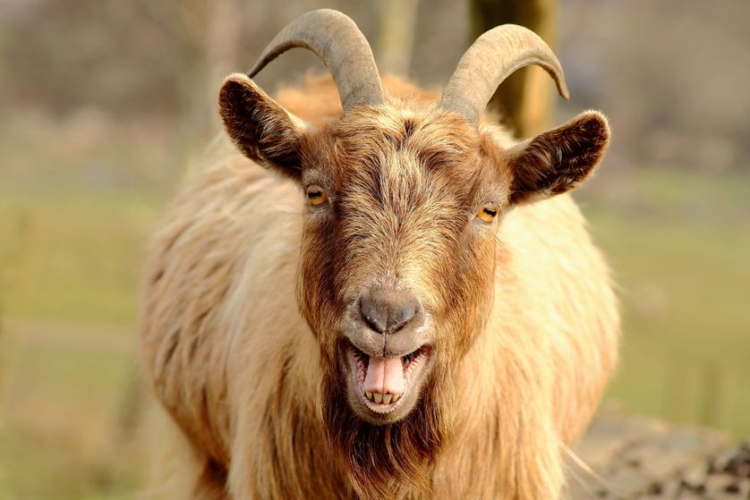 goat-mouth-open-teeth.jpg.838x0_q80