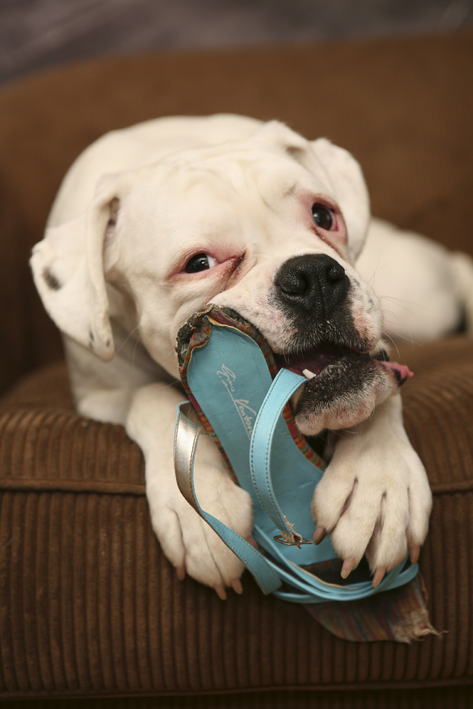 Boxer (Canis lupus familiaris) chewing sandal